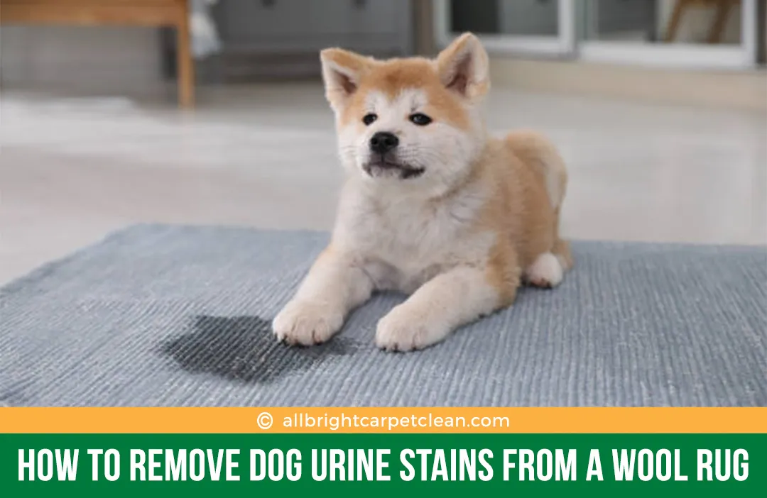 carpet cleaning in new york, carpet cleaning new york, carpet cleaners in new york, carpet cleaners in ny, commercial carpet cleaning, commercial carpet cleaning in ny, ny rug cleaners, rug cleaning services in new york, same day carpet cleaning, same day rug cleaning in ny